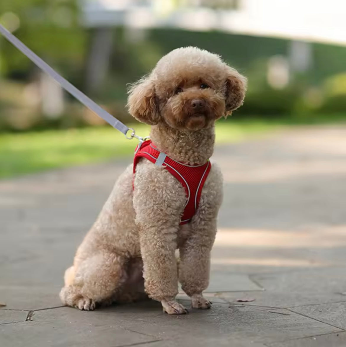 Pettorina con guinzaglio per cani